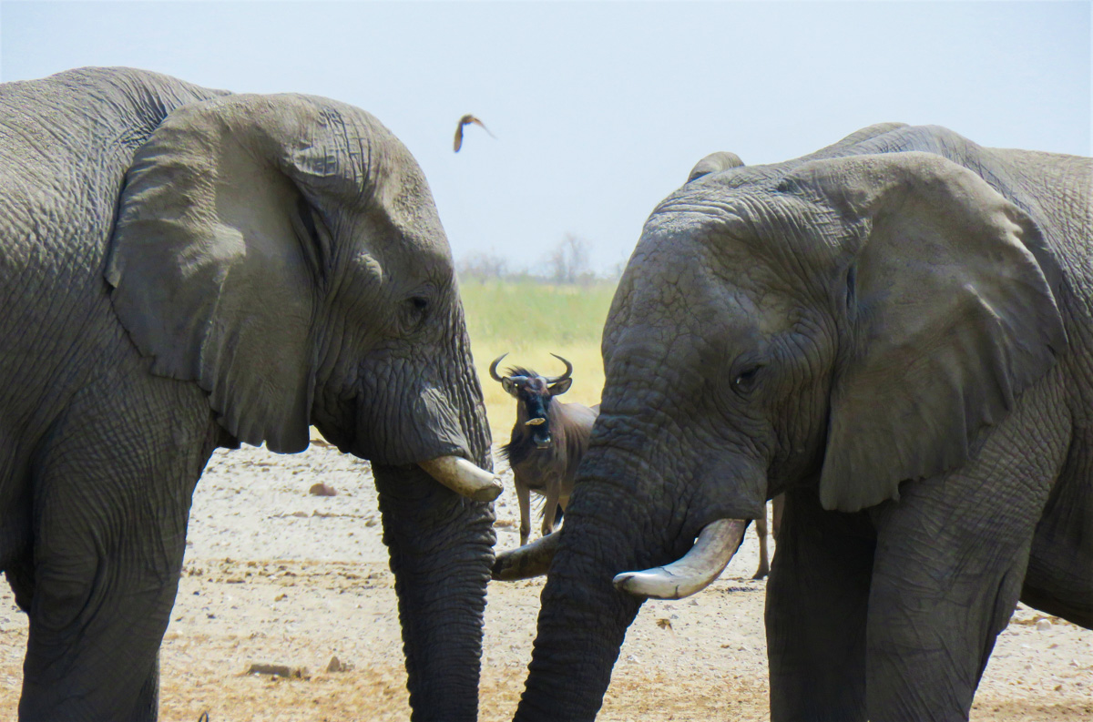 viaggio in Namibia Elefanti