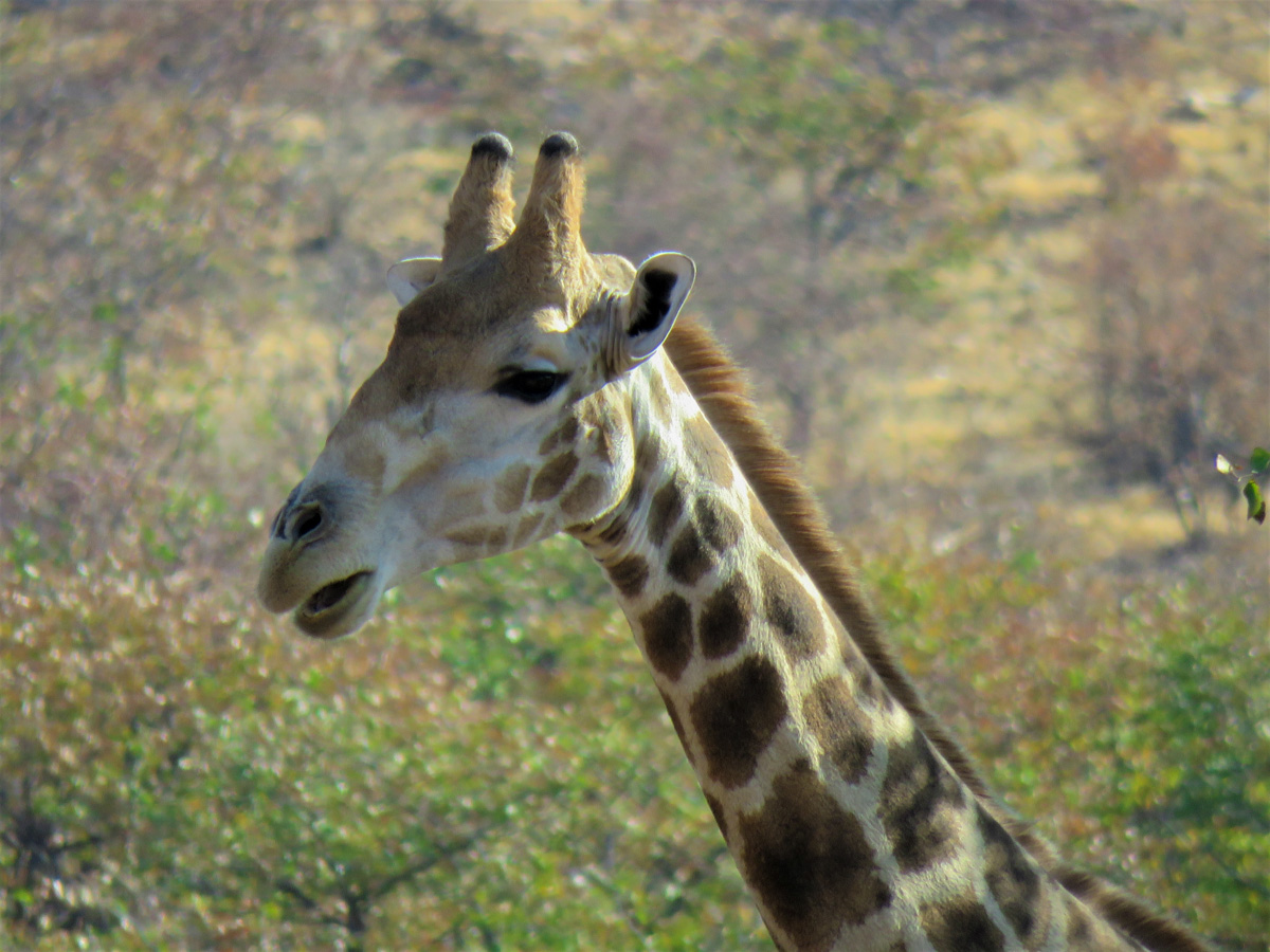 Viaggio in Namibia Giraffa