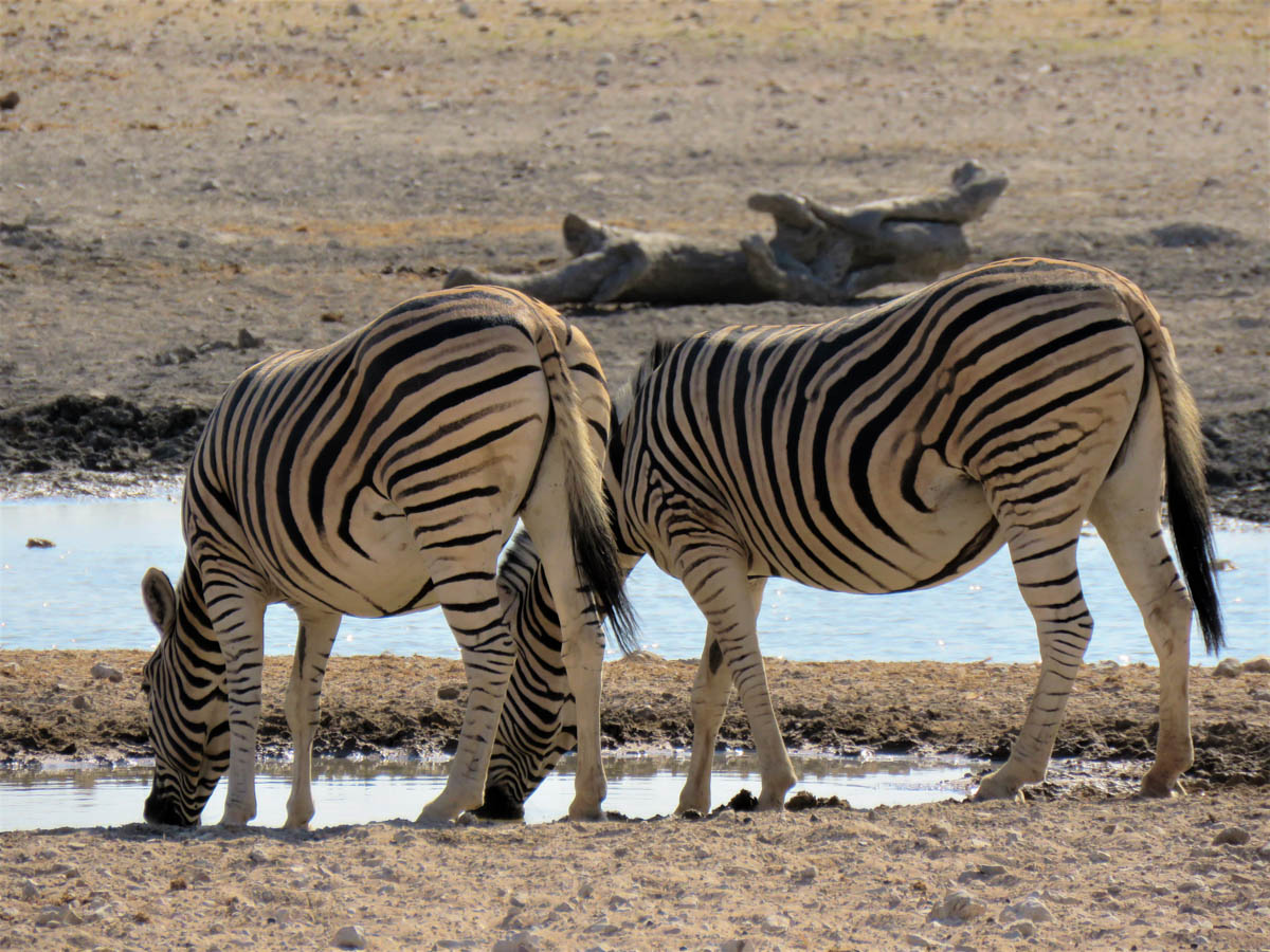 viaggio in namibia zebre
