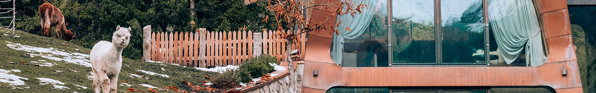 Dormire in Val Badia alpaca