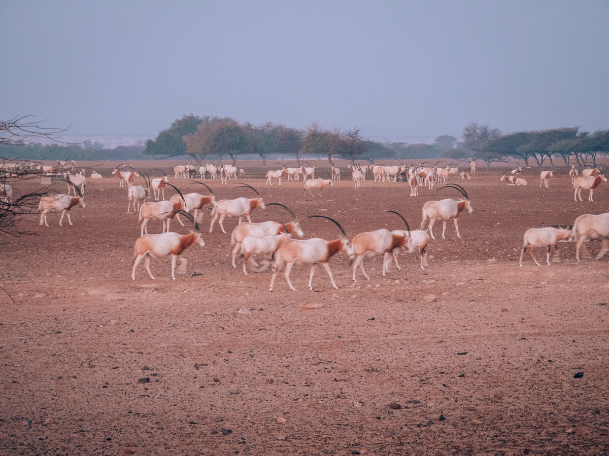 sir bani yas