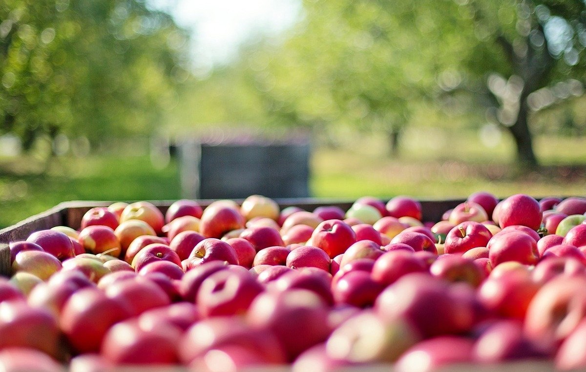 Cosa mangiare in Campania: Melannurca