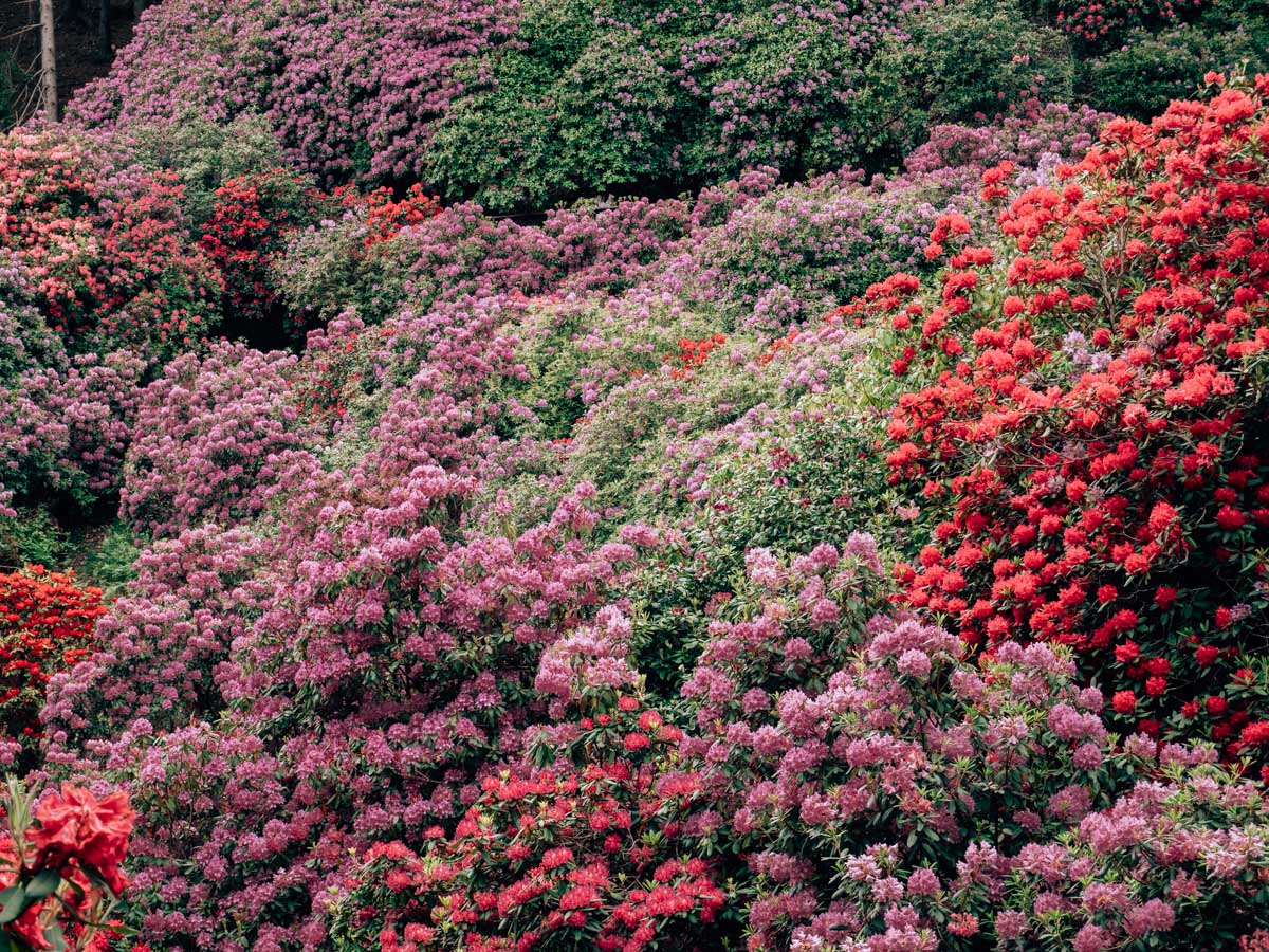 conca dei rododendri Oasi Zegna
