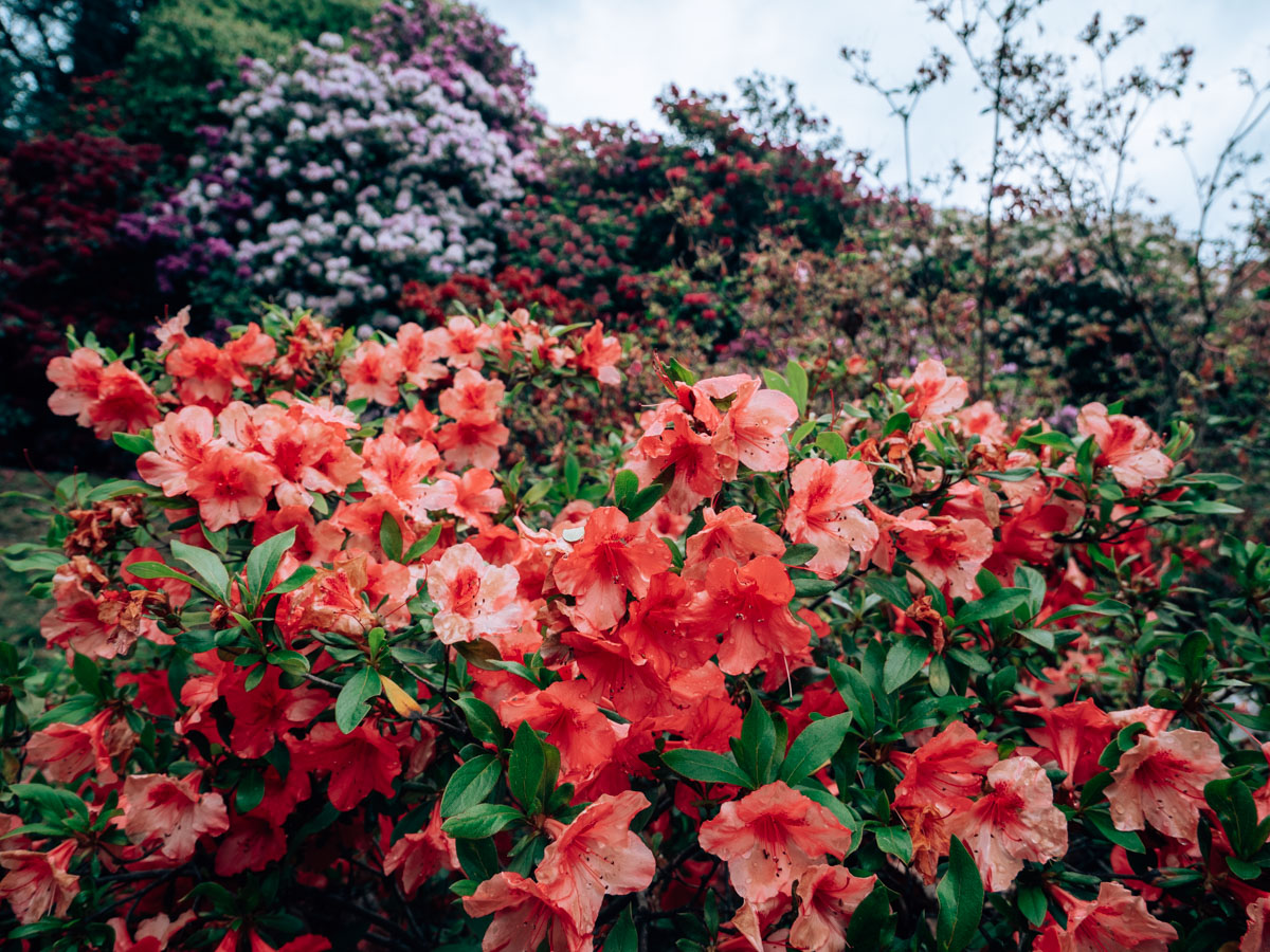Conca dei Rododendri Parco della Burcina