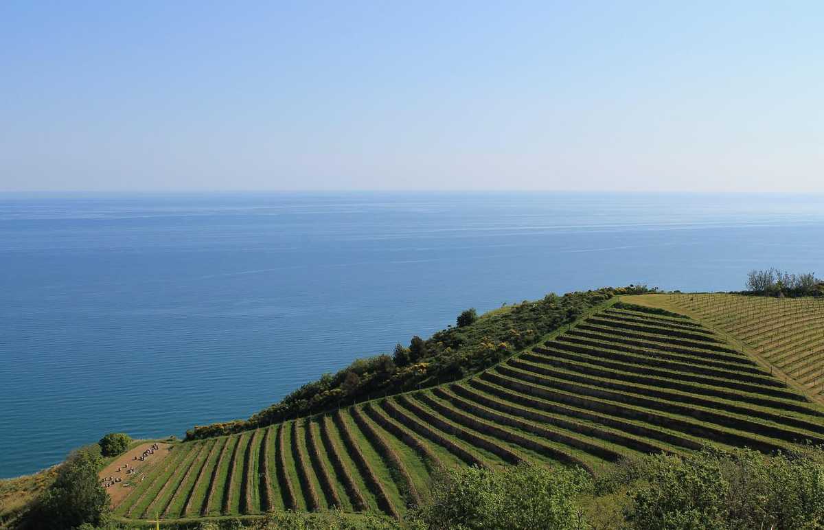 Strade del vino: Ischia