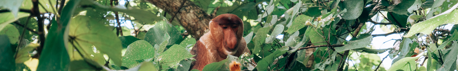 borneo malese