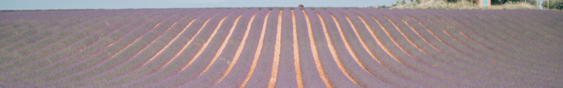 Fioritura lavanda tra Cuneese e Alpi d'Alta Provenza